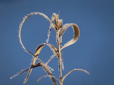Srdíčko pro dnešní den...a i další....