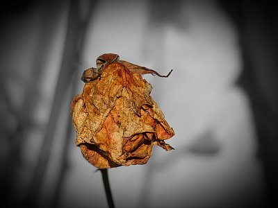 Záda dvou letících ježibab*