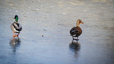 Když se kačky učí bruslit...