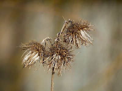 Tři bubáci bodláci..... *