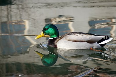 Kačák....od kačky...*