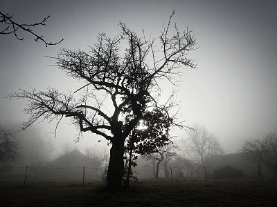 V tajemné zahradě....