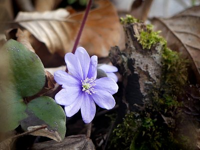 V lese schovaná.....