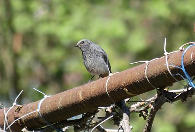 Konečně přiletěl - rehek domácí