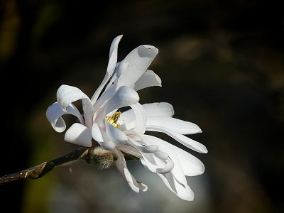 Magnolie s okénkem...