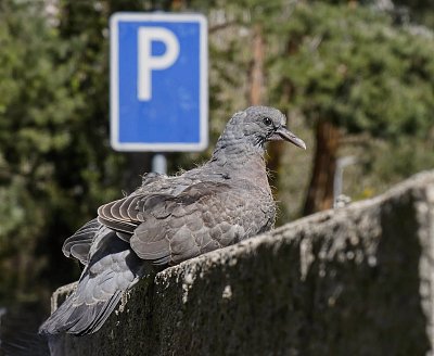 Přeparkoval jsem z rodného hnízda *