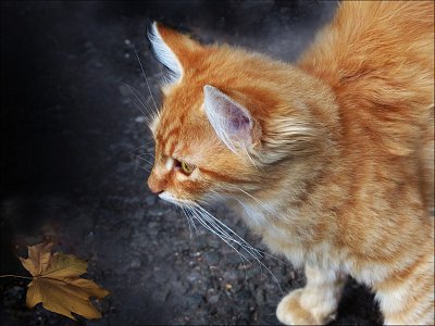 Promýšlení strategie útoku na suchý list