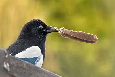 Straka našla brko...