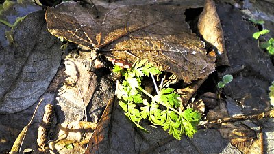 Jaro se opravdu už hlásí