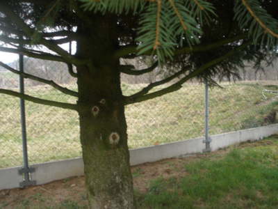 I stromy mají svou tvář.