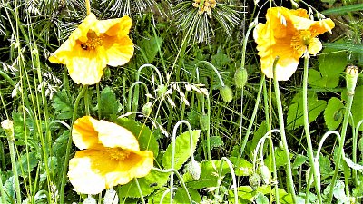 Květena průhonického parku   *