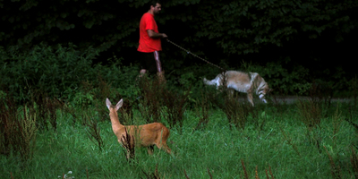 Srna, pes a pán