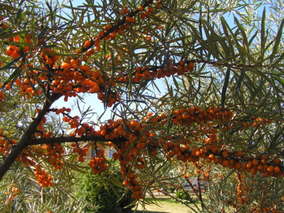 Rakytník v naší zahradě.