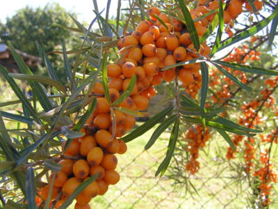 Rakytník v naší zahradě.