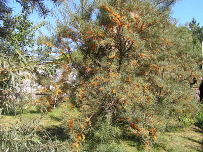 Rakytník v naší zahradě.