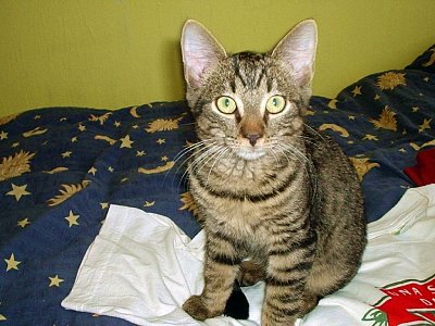 Zatoulaná kočička skončila u nás