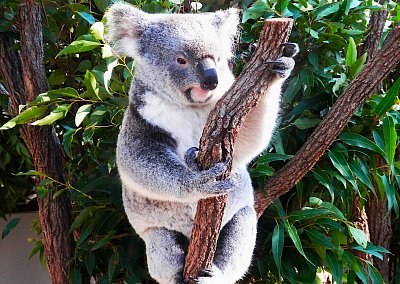 Putování tropickou Austrálií: Queensland