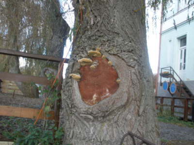 I stromy mají svou tvář.