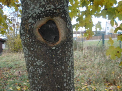 I stromy mají svou tvář.