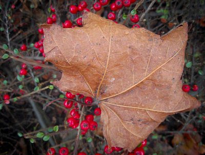 Deštník pro bobule