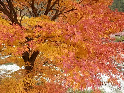 Japonský ostrov Šikoku v purpurové barvě podzimu