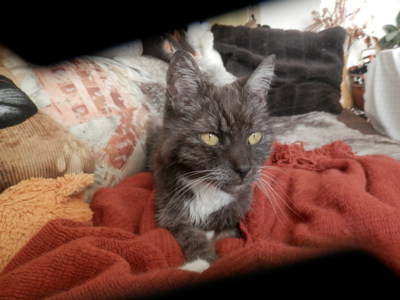 Kočičí babička, 18 let