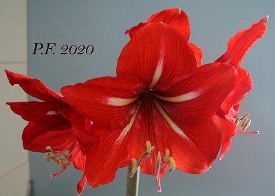 Hodně zdraví všem na íčku!!!!