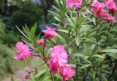 Na oleandry se teprve těším