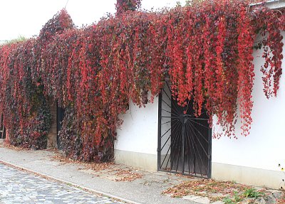 Sklípky jsou zavřené