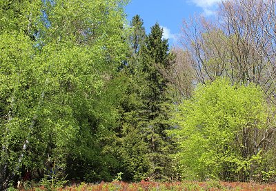 Příroda se probouzí