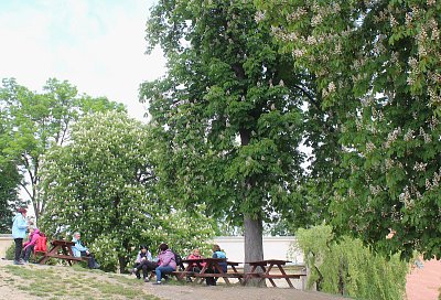 Posezení pod kaštany