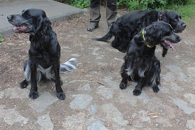 Čtyřnozí turisté