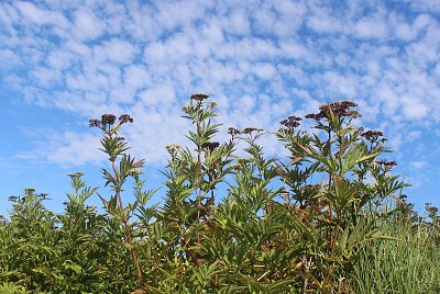Mraky u nás nad Holešovem