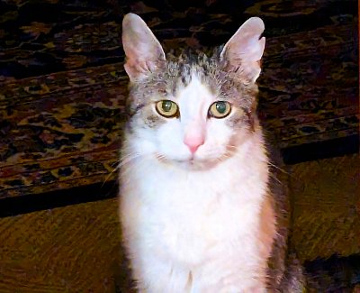 Upřený pohled mlsného Mourka