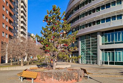 Vánoční strom u naší radnice