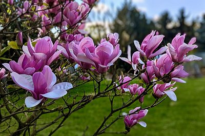 Magnólie