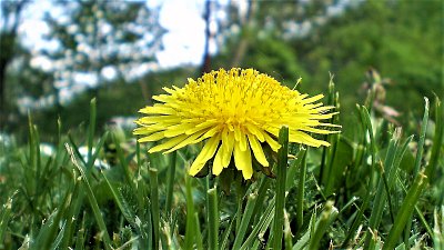 Hvězda našeho trávníku