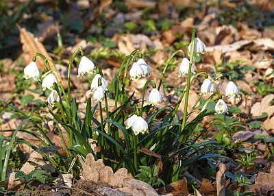 Jemná vůně lesem se nese ... ♥