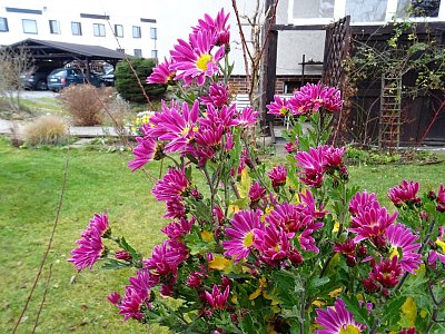 Podzimní chryzantéma...