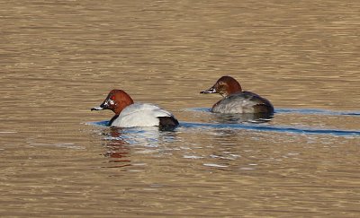 Pták roku 2023 - polák velký, pár *