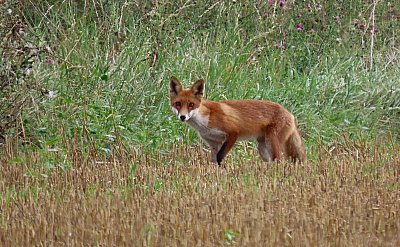 Povozím tě na ocásku *