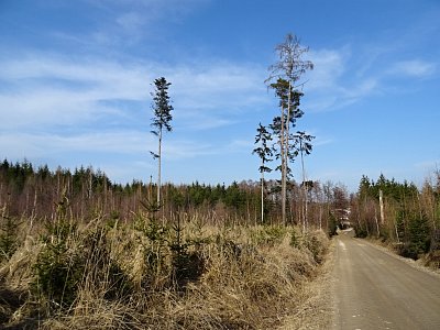Pozůstatek po kůrovci....