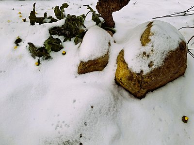 Příroda se jen tak nevzdá