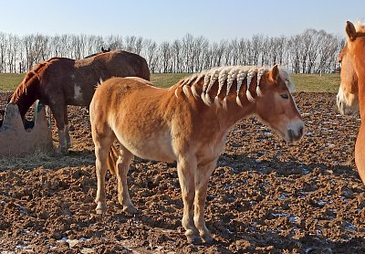 Včera jsem byla u holiče