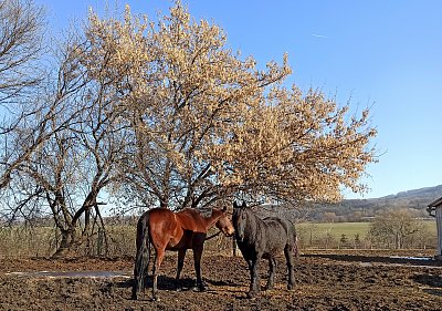 Nikomu to ale neříkej