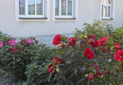Kytky před jedním domem