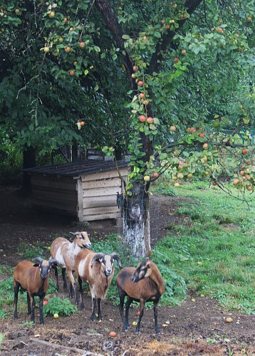 Kozičky pod stromem