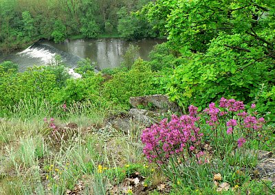 Řeka Dyje nad vinicí Šobes
