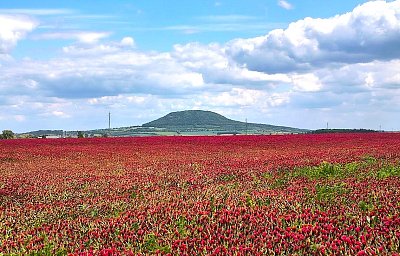 Rudé moře po česku