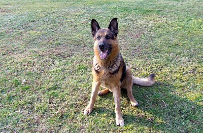 Den, kdy do mého života vstoupili psi